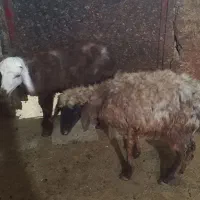 بز بزغاله بره