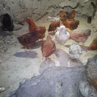 مرغ و خروس محلی|حیوانات مزرعه|هفدر, |دیوار