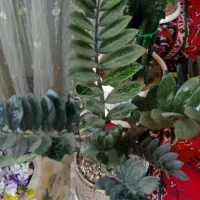 گل زاموفلیا ابلغ مشکی سبز