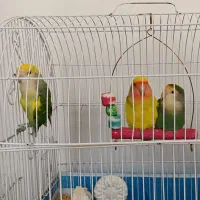 کوتوله برزیلی