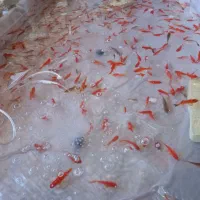 ماهی قرمز|ماهی|یزد, |دیوار