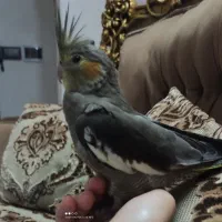 گمشده عروس هلندی