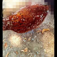 فروش مرغ پاکوتا قدیمی شهری نقشی تخم گذار|حیوانات مزرعه|قشم, |دیوار