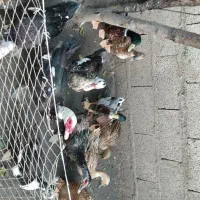 اردک اسراییلی و محلی|حیوانات مزرعه|رشت, لاکان|دیوار