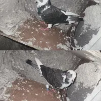 کفتر /کبوتر