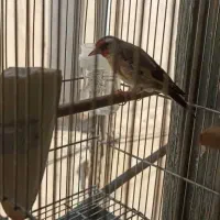 سه عدد سهره