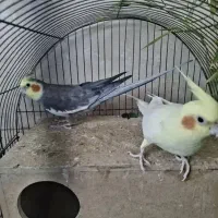 عروس هلندی مولد با لانه