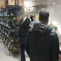 کوتوله‌مرغ‌عشق‌گرینچیک‌ملنگو‌برزیلی‌فنچ‌سهره‌طوطی|پرنده|مشهد, فاطمیه|دیوار