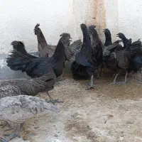 فروش نیمچه ایام سمانی لاکندزی