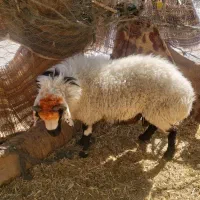 گوسفند نر بزرگ فروشی