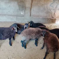 بره نر و ماده سرخ افشاری