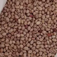 فروش لوبیا چیتی حدود 600کیلو