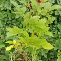 گل رز|خدمات باغبانی و درختکاری|پاکدشت, پاکدشت (مامازند)|دیوار