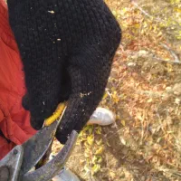 باغبانی ووتلیر ودرخت کاری در تمام نقاط مشهد|خدمات باغبانی و درختکاری|مشهد, توس فردوسی|دیوار