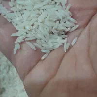 برنج هاشمی|خوردنی و آشامیدنی|قم, انسجام|دیوار