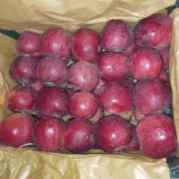 سیب استخوانی سوپر