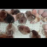 دستگاه جوجه کشی (توان کار با باطری و برق)|لوازم جانبی حیوانات|تربتحیدریه, اندیشه|دیوار