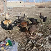 مرغ سالم وتخمگزار