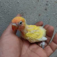 جوجه کوتوله برزیلی