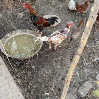 خروس لاری/خروس/مرغ محلی/مرغ لاری/اردک|حیوانات مزرعه|هشتگرد, فاز ۳ مهستان|دیوار