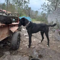 سگ گله|سگ|آستانه اشرفیه, |دیوار