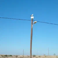 برق کار یا کمک برقکار