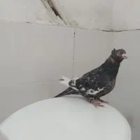 کفتر صید۳عدد نر|پرنده|مشهد, شهید قربانی|دیوار