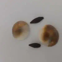 مهره.رزق.روزی