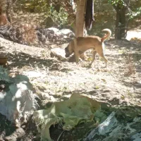 سگ سرابی نسل دار