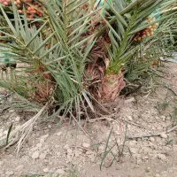 فسیل خاصیو