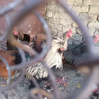 ۲عدد خروس پا پر بفروش میرسد