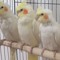 عروس هلندی
