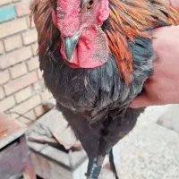 خروس و مرغ|حیوانات مزرعه|خرمشهر, |دیوار