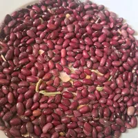 فروش لوبیا قرمز و چیتی