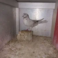 پرنده کبوتر نر|پرنده|اهواز, نادری|دیوار