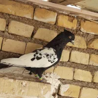 کبوتر نر سینه سیاه