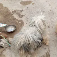 گمشده
