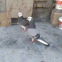 چند تا کبوترهای آس و پرشی به فروش میرسد