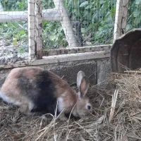 خرگوش دستی زیبا|موش و خرگوش|شوشتر, |دیوار