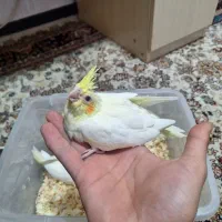 عروس سرلاکی لوتینو