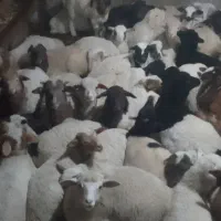 فروش گردوی ییلاق وپنیروترق خالص گوسفندی باکیفیت