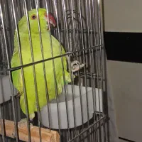 ملنگونر
