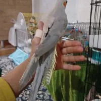 یه جفت عروس هلندی مولد به همراه سه آهویی ۸ ماهه