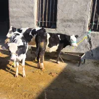 سه راس گوسال سیمینتال|حیوانات مزرعه|بیستون, |دیوار