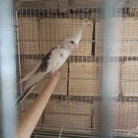 حراج حراج عروس البینو