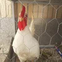 خروس جوان و سرحال