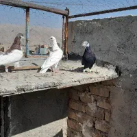 کفتر هوایی|پرنده|مرودشت, شهرک مهدیه|دیوار