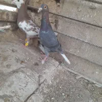 کفترسرونج پرشی