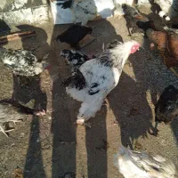 تخم نطفه دار|حیوانات مزرعه|مشهد, وحید|دیوار