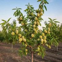 نهال بادام اصلاح‌شده را قبل از اتمام موجودی بخرید|گل و گیاه طبیعی|اصفهان, زهران|دیوار